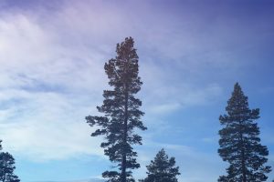 LIB-029-Motion-Of-Air-Site-03