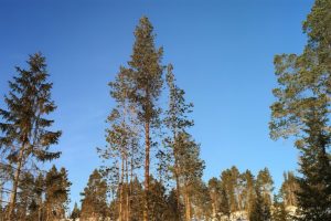 LIB-029-Motion-Of-Air-Site-05