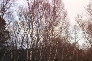 LIB-029-Motion-Of-Air-Site-08